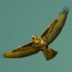 Goldener Bussard